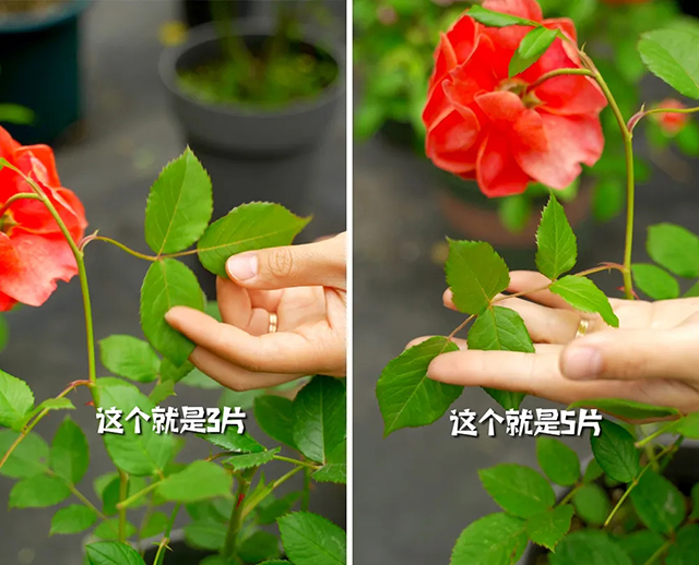 1588994022258.jpg 640.webp (2).jpg