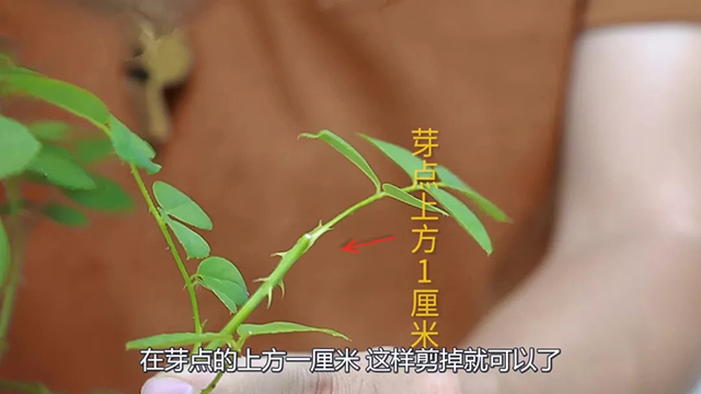 1588994042107.jpg 640.webp (3).jpg