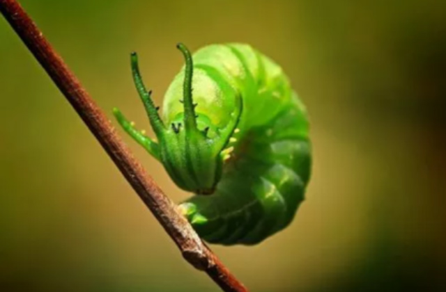 昆虫生物界的十二生肖