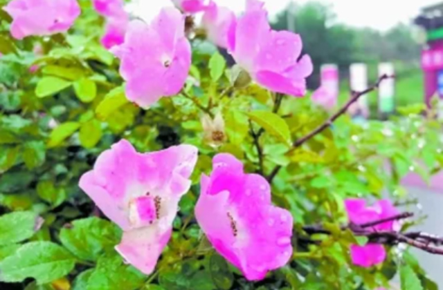 北京市公布161种耐旱明星植物