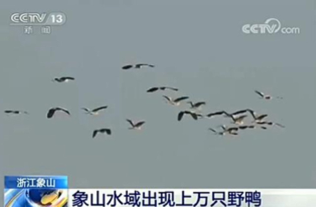 象山又上央视！这次主角是野鸭