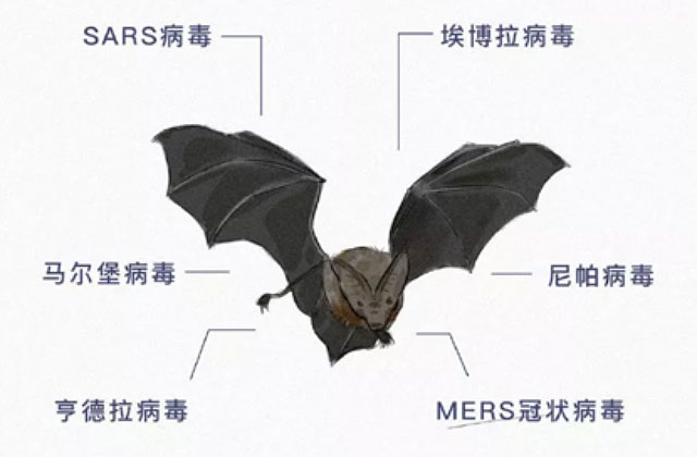 孩子一看就懂的科普漫画：野生动物到底携带了多少传染病毒！