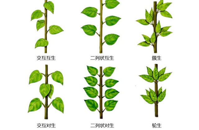 植物形态术语系列