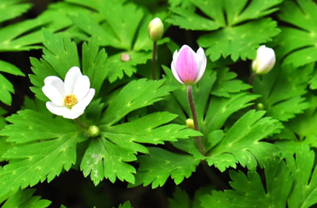 欣赏花花世界
