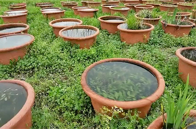 秀湖植物园珍稀水生植物资源圃品种介绍
