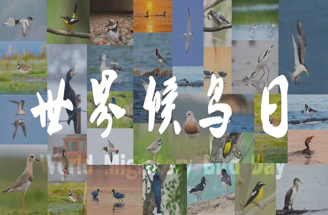 世界候鸟日 | 鸟类连接我们的世界