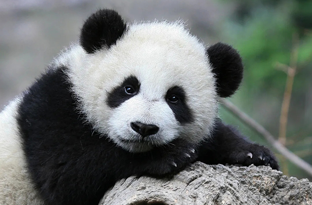 生物多样性超级年