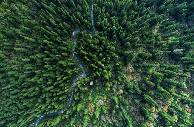 中国森林生物多样性监测网络（CForBio）又添新成员
