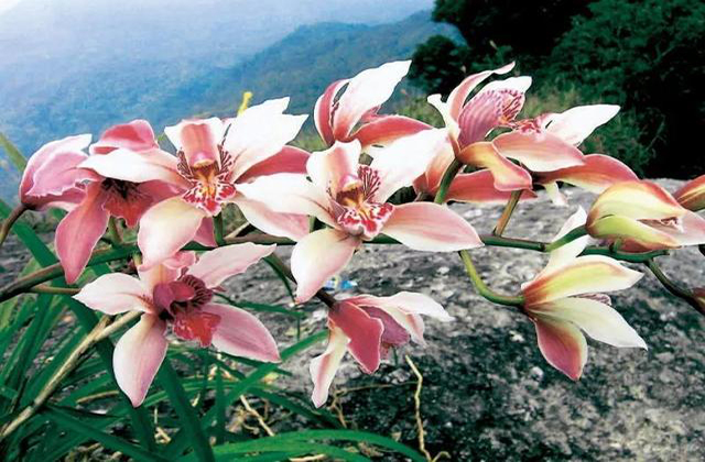 野生植物保护|保护野生兰科植物刻不容缓