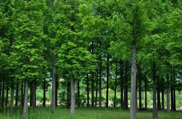 Ecology Letters | 写给实践生态学家的β多样性分析指南