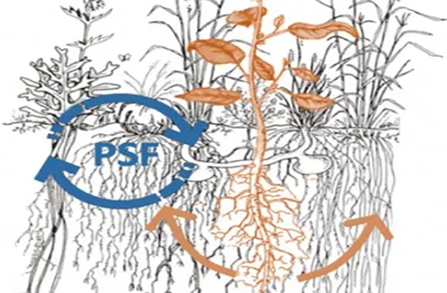 Journal of Applied Ecology | 利用生物多样性修复退化土地